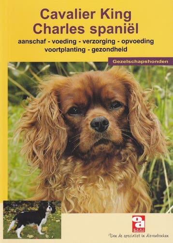Cavalier King Charles Spaniel / Over Dieren / 60, Verzenden