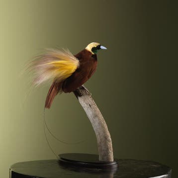 Grote Paradijsvogel Taxidermie Opgezette Dieren By Max, Ophalen of Verzenden, Opgezet dier