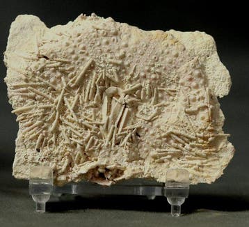 Stekelhuidige met mond en stekels - Gefossiliseerd dier -