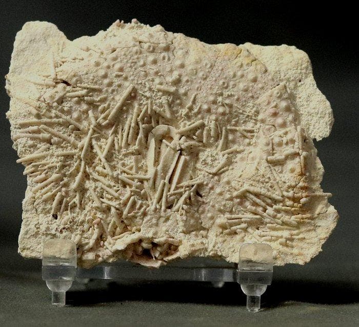 Stekelhuidige met mond en stekels - Gefossiliseerd dier -, Verzamelen, Mineralen en Fossielen