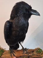 Adembenemend mooie echte grote raaf Taxidermie volledige, Verzamelen, Nieuw