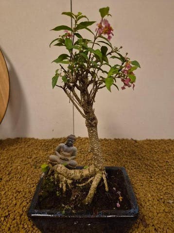 malpighia - Hoogte (boom): 25 cm - Diepte (boom): 12 cm -