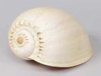Melo Diadema schelp 20-22 cm Per Stuk, Nieuw