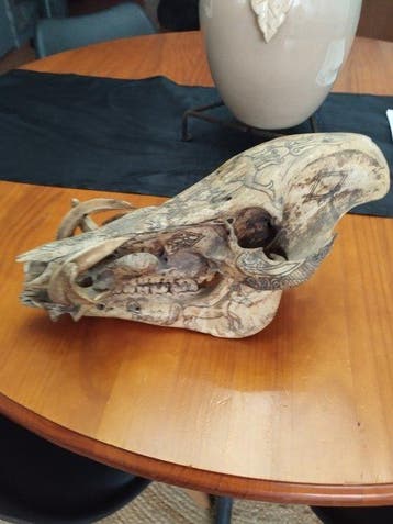 Varken met baard Schedel - sus barbatus - 18 cm - 15 cm - 33