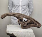 Parasaurolophus-schedel replica – groot, met de hand, Verzamelen