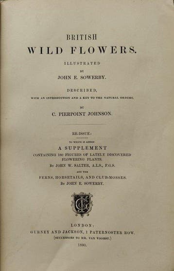 John E. Sowerby / John W. Salter - British Wild Flowers - 90