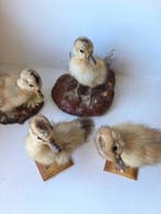 Eend Taxidermie volledige montage - Anas platyrhynchos
