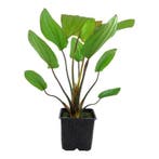 Echinodorus Barthii XL, Verzenden, Nieuw