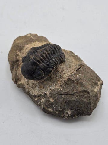 Trilobiet - Gefossiliseerd dier - Reedops Cephalotes - 7.5