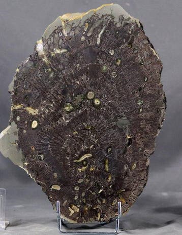 Teredo ver de bois sur bois fossilisé de palmier —