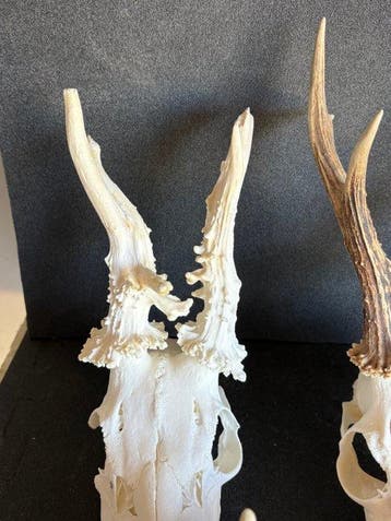 Ree Schedel van een zoogdier - Capreolus - 34 cm - 38 cm -, Verzamelen, Dierenverzamelingen, Nieuw