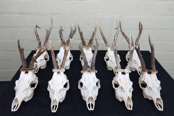 abnormal Roebuck Schedel - Capreolus capreolus - 0 cm - 0 cm, Nieuw