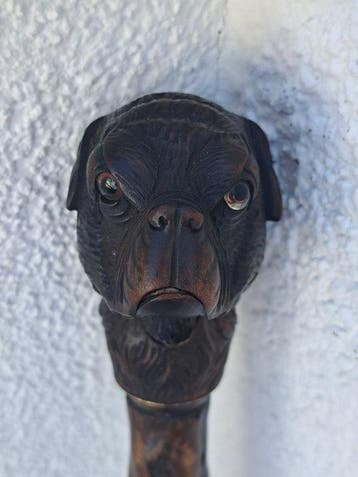 Wandelstok - Zwarte doornboom - Antiek Bulldog wandelstok, Antiek en Kunst