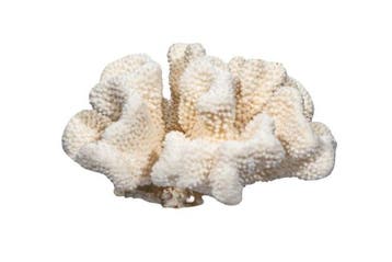 Exclusieve, echte witte steenkoraal (Pocillopora /, Verzamelen, Nieuw