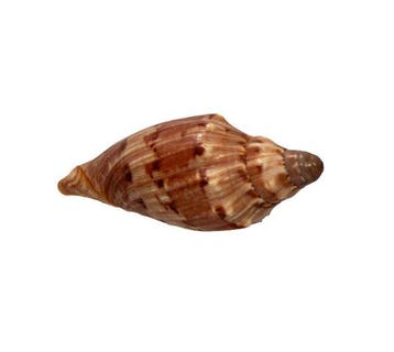 Cymbiola deshayesi (80 mm, toptoestand GEM) – Spectaculair