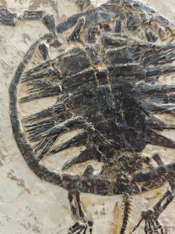Gefossiliseerd dier - Manchurochelys - 26 cm - 23 cm