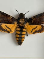 Doodshoofdvlinder Taxidermie volledige montage - cherontia, Verzamelen, Dierenverzamelingen, Nieuw