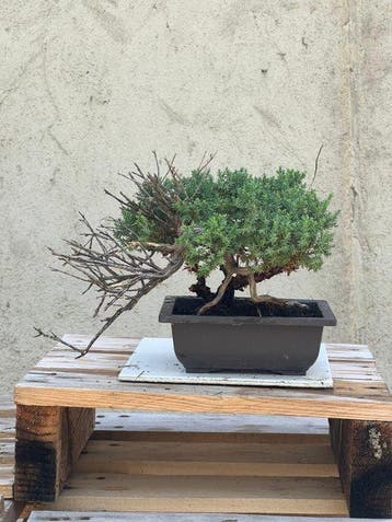 Jeneverbes bonsai (Juniperus) - Hoogte (boom): 29 cm -