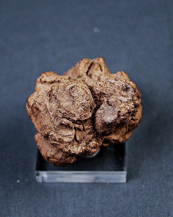 Verse dinosauruspoep - Gefossiliseerd dier - Coprolite, Verzamelen, Mineralen en Fossielen