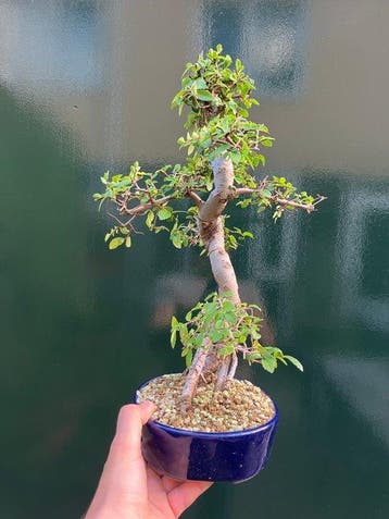 Japanese iep bonsai (Zelkova) - Hoogte (boom): 38 cm -