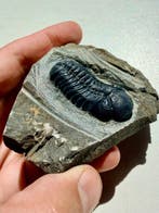 Trilobiet - Gefossiliseerd dier - Morocops ovatus - 7.7 cm