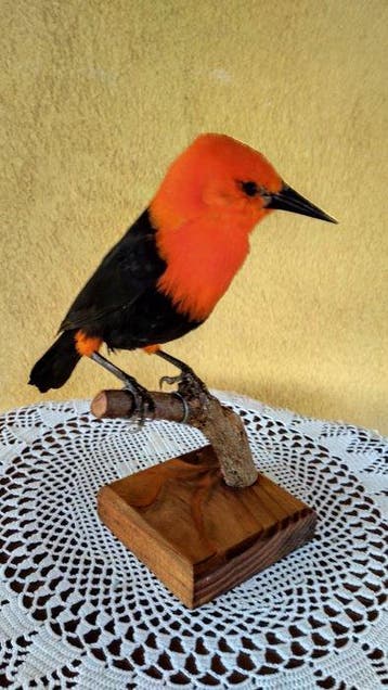 Merlo met een scharlaken kop Taxidermie volledige montage -