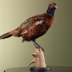 Fazant Taxidermie Opgezette Dieren By Max, Ophalen of Verzenden, Opgezet dier