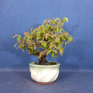 Chinees kweepeer - Hoogte (boom): 26 cm - Diepte (boom): 23