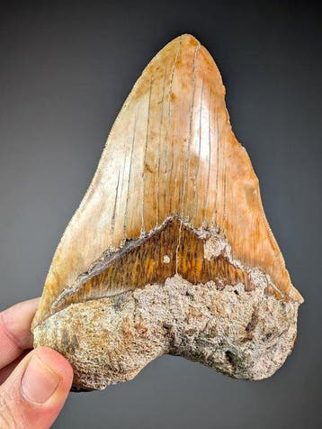 Dent de requin mégalodon fine - Dent fossile - Carcharocles, Collections
