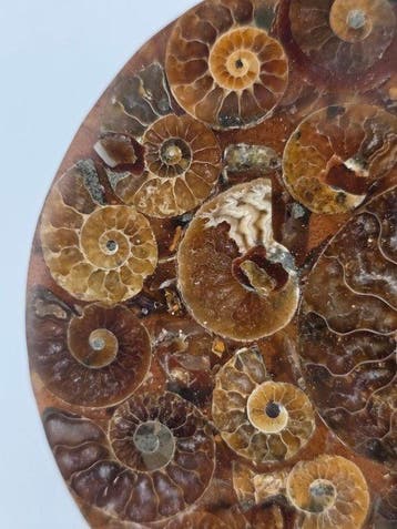 Ammoniet - Gefossiliseerd dier - Aioloceras (Cleoniceras)