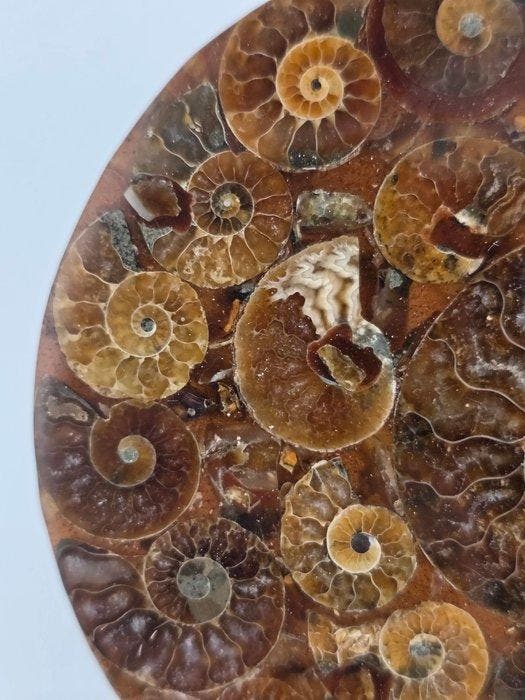 Ammoniet - Gefossiliseerd dier - Aioloceras (Cleoniceras), Collections, Minéraux & Fossiles