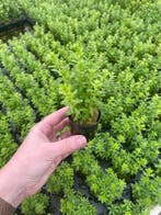 Rotala Bossii (Aquariumplanten, Aquarium producten), Verzenden, Nieuw, Verlichting of Verwarming