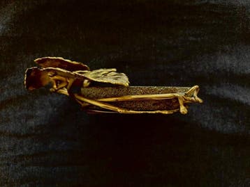 Vide-poche - Frankrijk