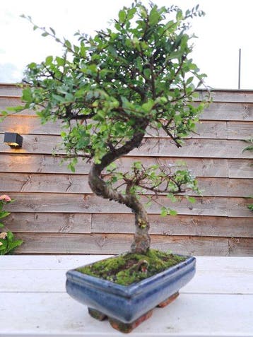 Bonsaï Orme de Chine (Ulmus parviflora) - Hauteur (arbre) :