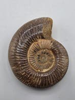 Ammoniet - Gefossiliseerd dier - Ammonite Fossil –
