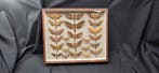 Large World Months sphynx incide wood box - ex French Mr