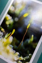 Inna Etuvgi - Mossy Awe - Catawiki Special Edition - 1/25