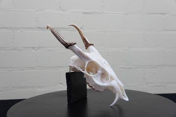 Reeves Muntjac Skull Schedel - Muntiacus reevesi - 27 cm -, Collections