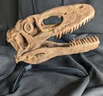 Fossiele schedel - Deinonychus antirrhopus - Museum-Grade