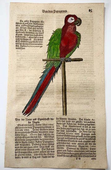 Conrad Gessner [1516-1565]; folio woodcut, hand coloured -