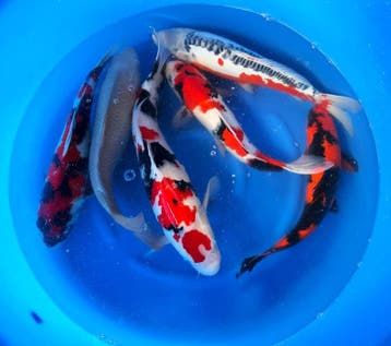 Hirasawa Marusei 45-55cm (Japanse Koi), Ophalen of Verzenden