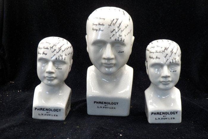 Hoofd ornament (3) - 3 stuks Model Phrenology Hoofd - Dr., Antiek en Kunst, Curiosa en Brocante