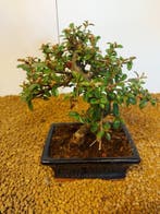 cotoneaster - Hoogte (boom): 20 cm - Diepte (boom): 19 cm -