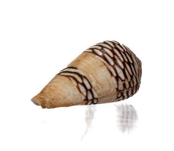 Classique dAfrique de lOuest : Conus mercator (33,5 mm) –