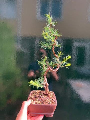 Lariks bonsai (Larix) - Hoogte (boom): 40 cm - Diepte