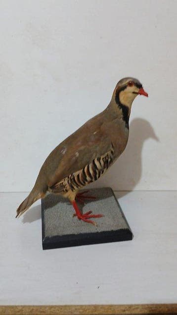 Coturnice Support de corps entier pour taxidermie -