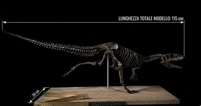 Allosaurus Taxidermie volledige montage - ALLOSAURUS-RUN, Collections, Minéraux & Fossiles