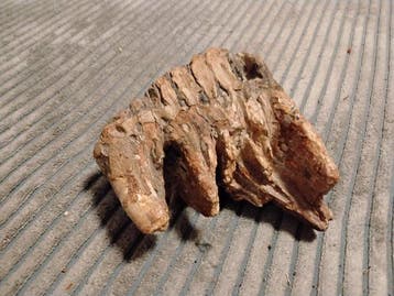 Mammouth laineux Dent - Mammuthus primigenius - 10 cm - 7 cm, Collections, Minéraux & Fossiles