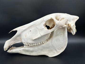 Burchell-zebra Taxidermie volledige montage - Equus quagga, Verzamelen, Dierenverzamelingen, Nieuw