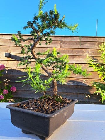 Bonsaï Mélèze (Larix) - Hauteur (arbre) : 30 cm - Profondeur